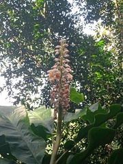Alpinia malaccensis