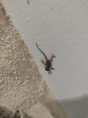 Tarentola mauritanica