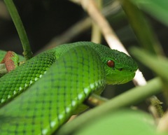 Trimeresurus popeiorum