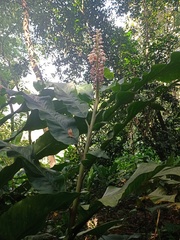 Alpinia malaccensis