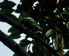 Psilopogon franklinii