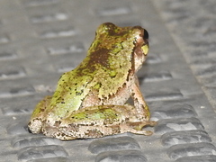 Hyla japonica