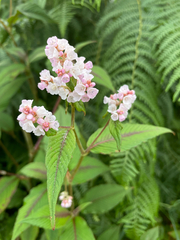 Koenigia campanulata