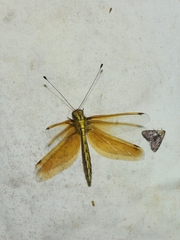 Ascalohybris subjacens