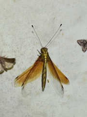 Ascalohybris subjacens