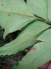Asplenium macrophyllum