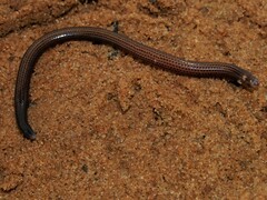 Scolecoseps boulengeri