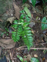 Asplenium macrophyllum