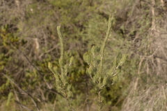 Adenanthos cygnorum