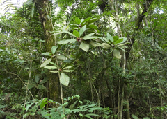 Pentagonia macrophylla