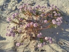 Iberis procumbens procumbens