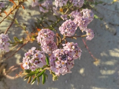 Iberis procumbens procumbens