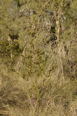 Adenanthos cygnorum