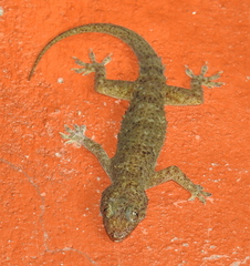 Hemidactylus tenkatei