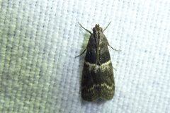 Elegia similella