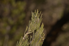 Adenanthos cygnorum