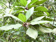 Pentagonia macrophylla