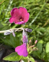 Primula secundiflora