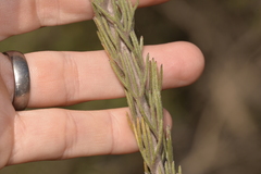Adenanthos cygnorum