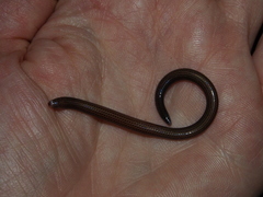 Scolecoseps boulengeri