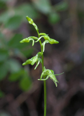 Platanthera ophrydioides