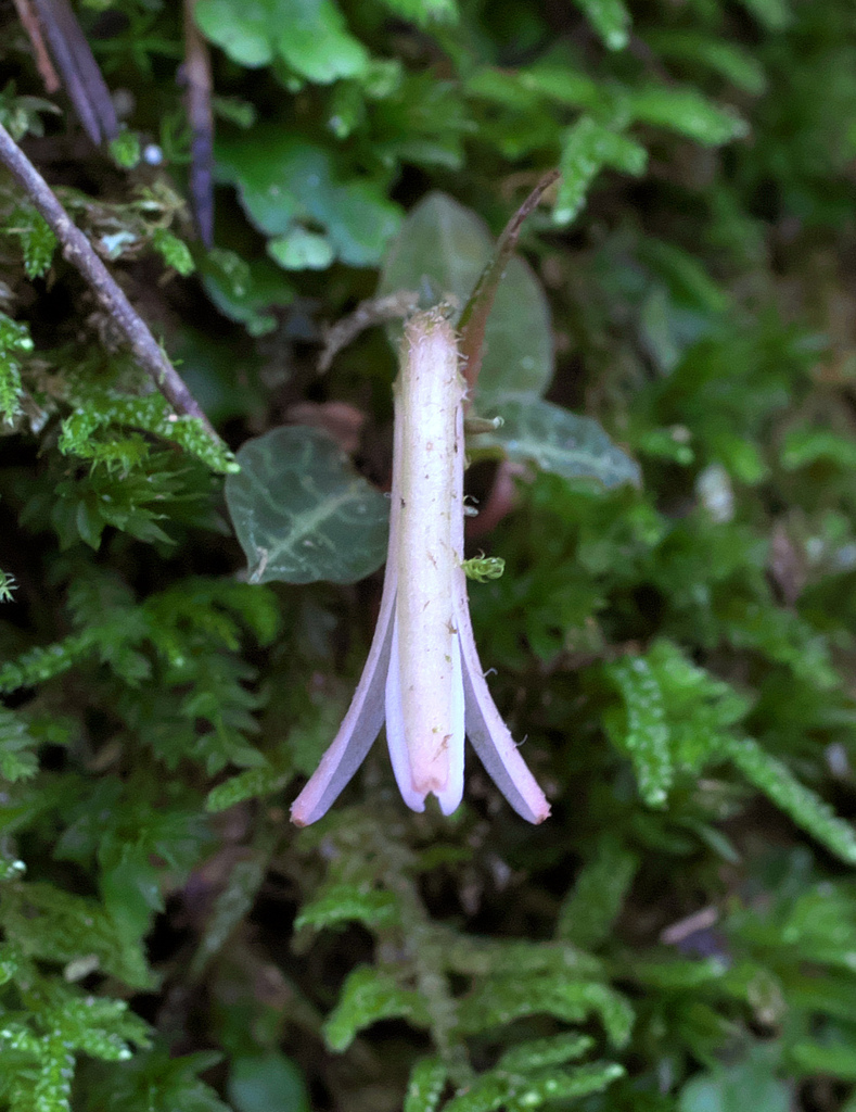 Goodyera biflora