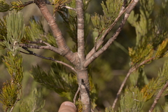 Adenanthos cygnorum