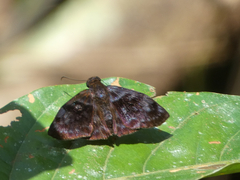 Ebrietas