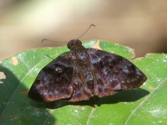 Ebrietas