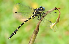 Macrogomphus annulatus