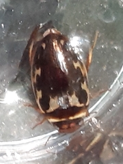 Platambus maculatus
