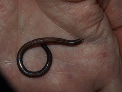 Scolecoseps boulengeri