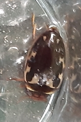 Platambus maculatus