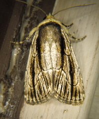 Sympistis badistriga