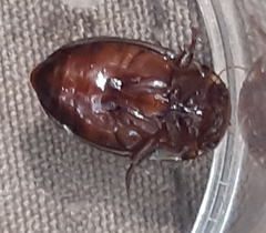 Platambus maculatus