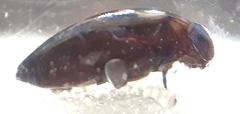 Platambus maculatus