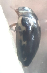 Platambus maculatus