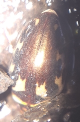 Platambus maculatus