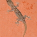 Hemidactylus tenkatei - Photo (c) Colin Trainor, μερικά δικαιώματα διατηρούνται (CC BY-NC), uploaded by Colin Trainor