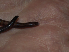 Scolecoseps boulengeri
