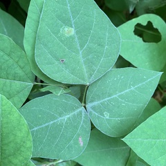 Macrosaccus morrisella