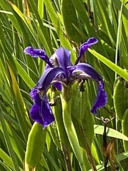 Iris chrysographes