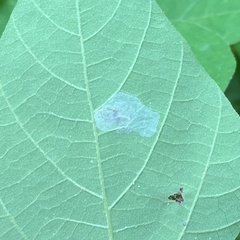 Macrosaccus morrisella