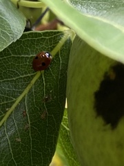 Adalia bipunctata