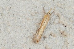 Crambus saltuellus