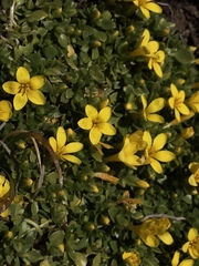 Sebaea repens
