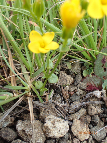 Image of Sebaea natalensis by no rights reserved