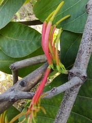 Dendrophthoe falcata