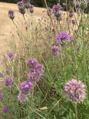 Centaurea scabiosa