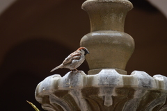 Passer domesticus